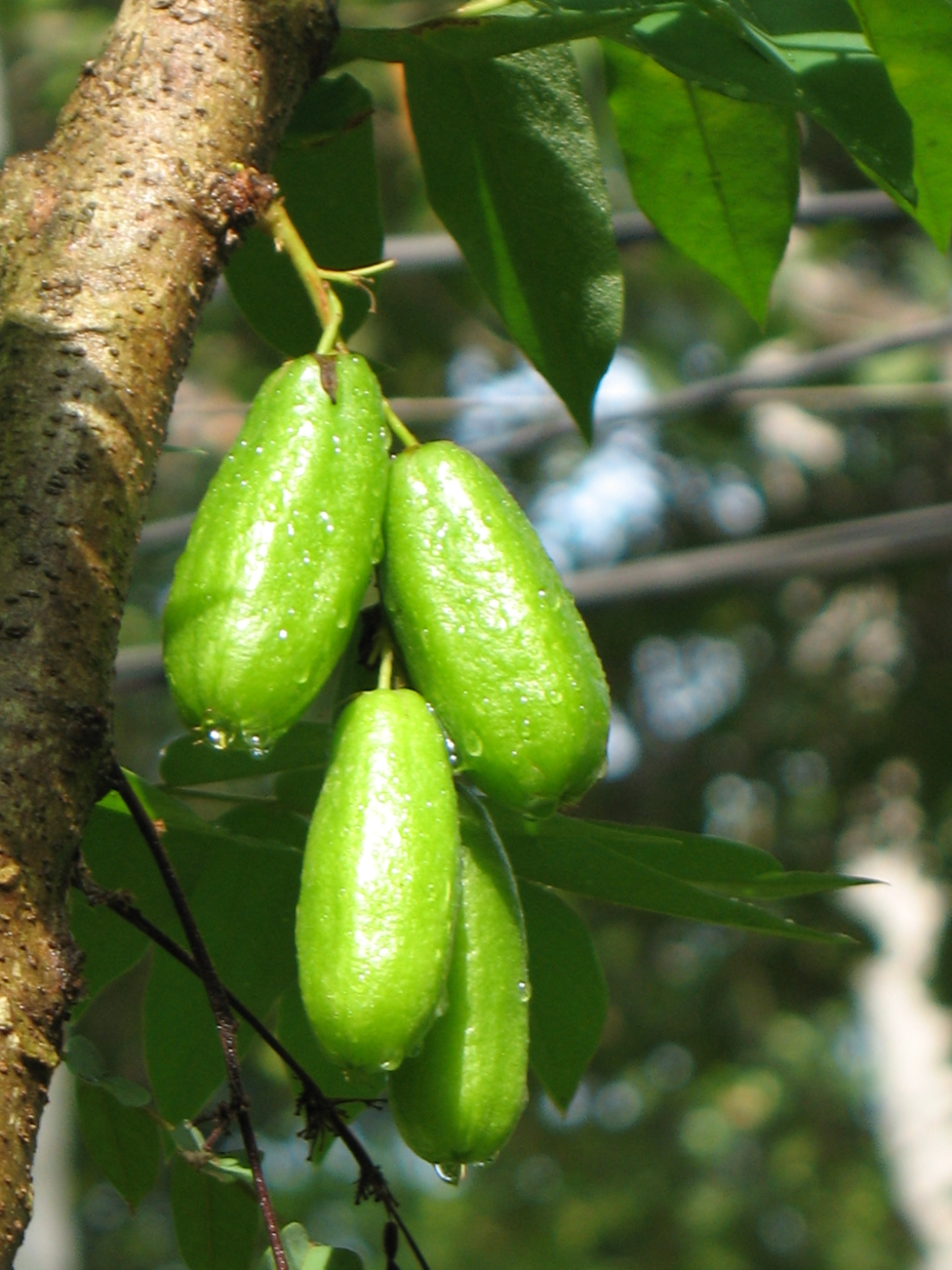 bilimbi